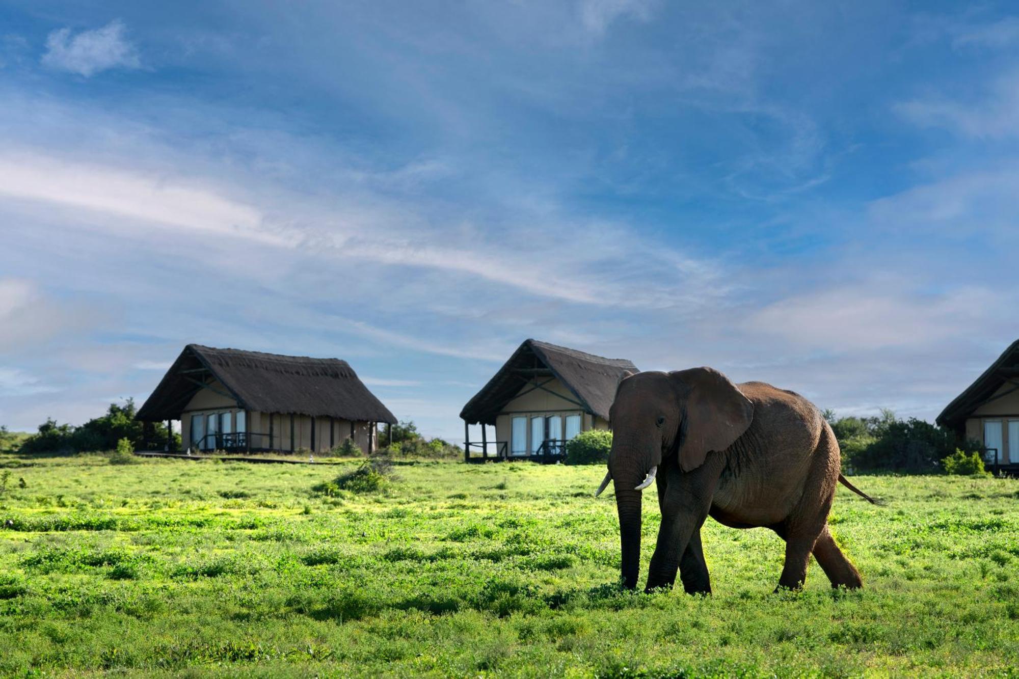 Gorah Elephant Camp Адо Екстериор снимка