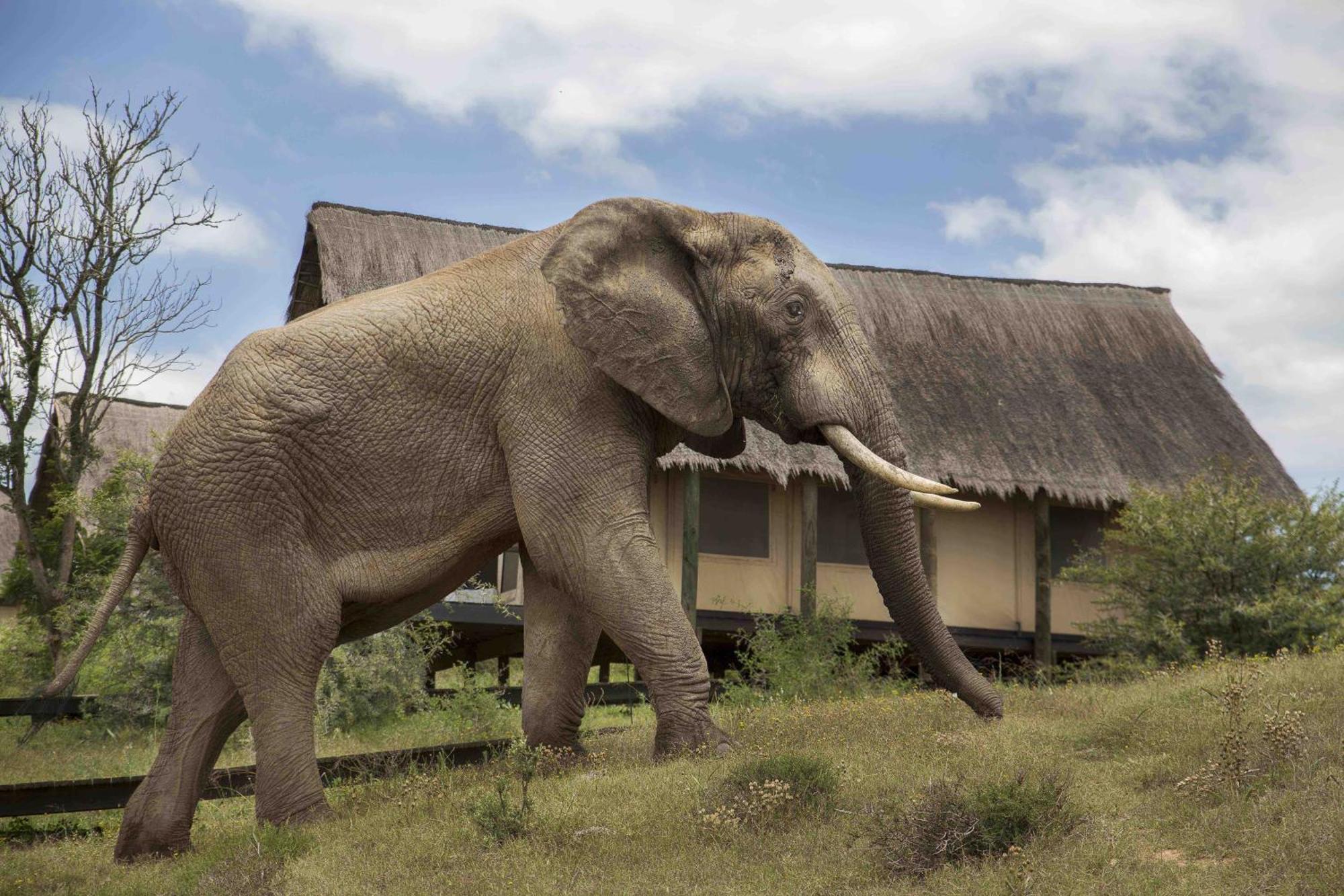 Gorah Elephant Camp Адо Екстериор снимка