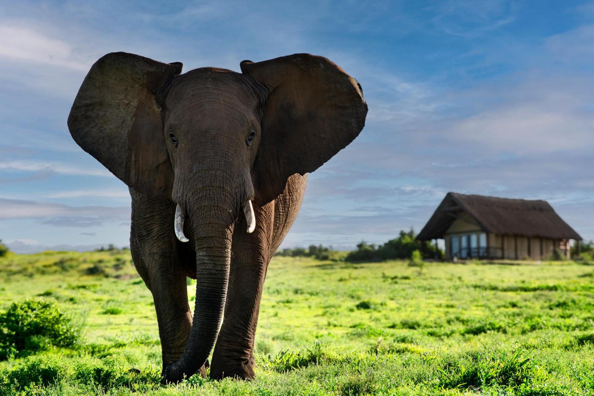 Gorah Elephant Camp Адо Екстериор снимка