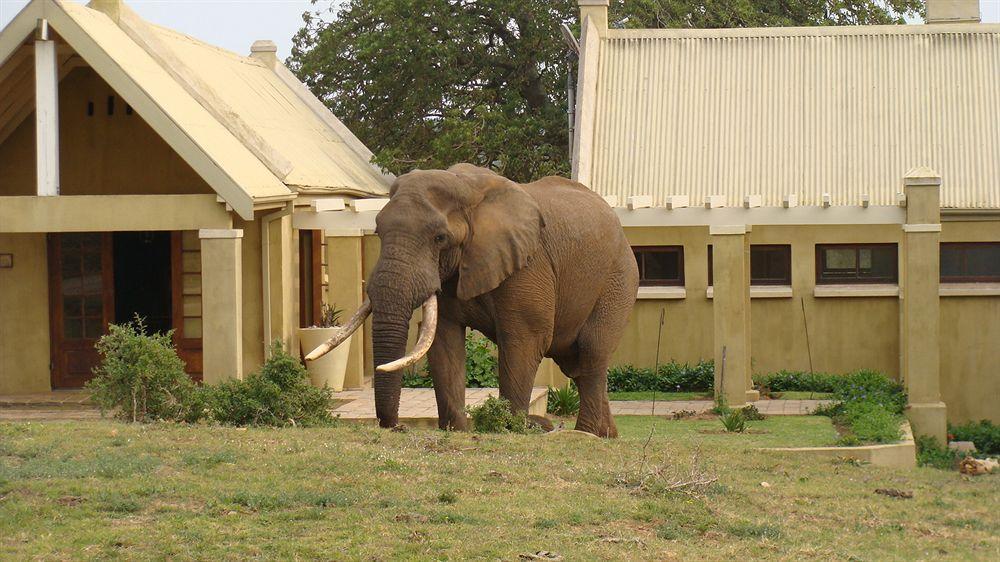 Gorah Elephant Camp Адо Екстериор снимка