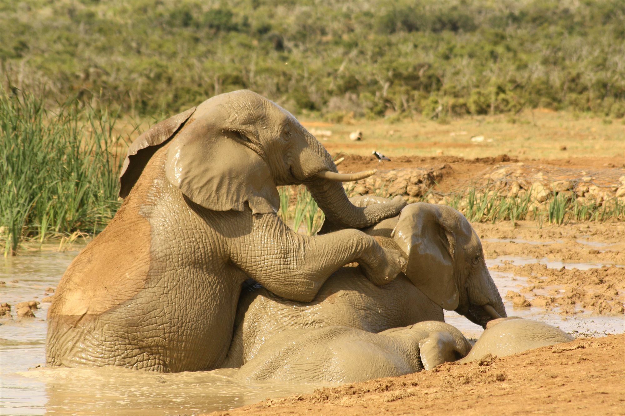 Gorah Elephant Camp Адо Екстериор снимка